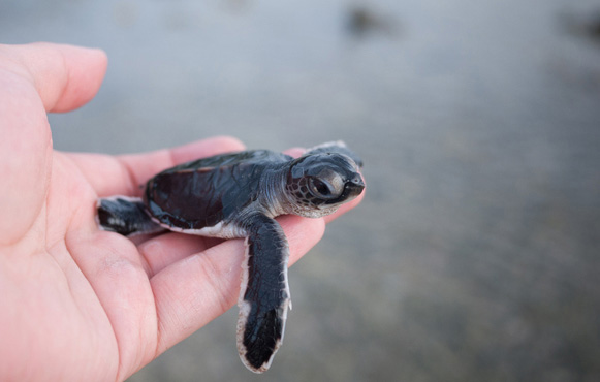 Ngắm rùa biển – một hoạt động thú vị tại Côn Đảo