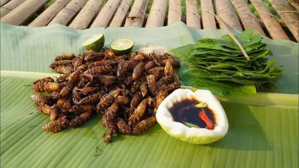 Món nhộng ve sầu chiên mang lại hương vị rất đặc biệt và vô cùng khó quên