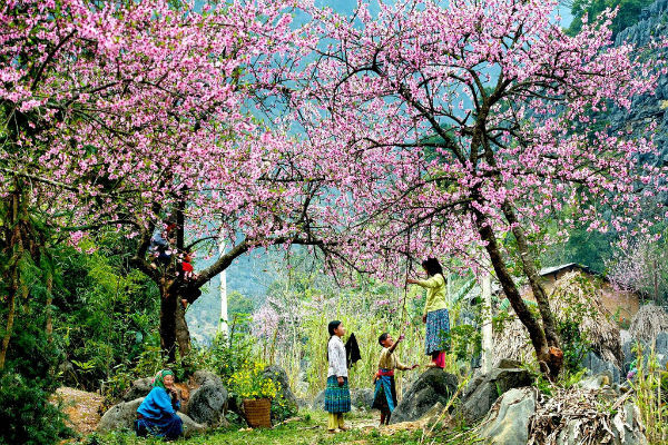 Du lịch Mai Châu vào mùa hoa đào nở.