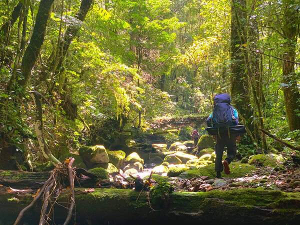 …những cánh rừng nguyên sinh tại cung đường trekking Tà Giang…