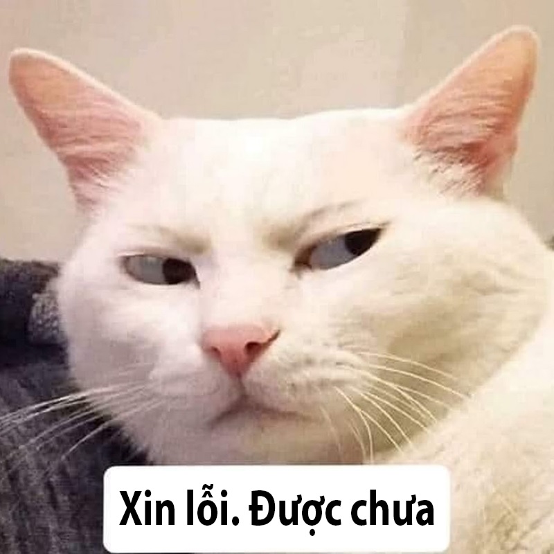 meme-xin-loi-meme-meo-xin-loi-meme-xin-loi-duoc-chua-hai-huoc-vui-nhon-1566