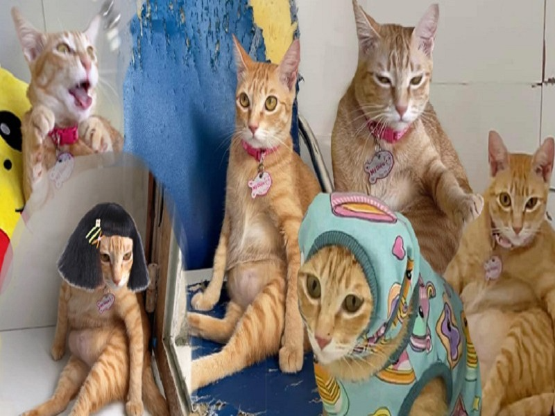 Mèo Mỹ Diệu với những hình họa chế độc - lạ