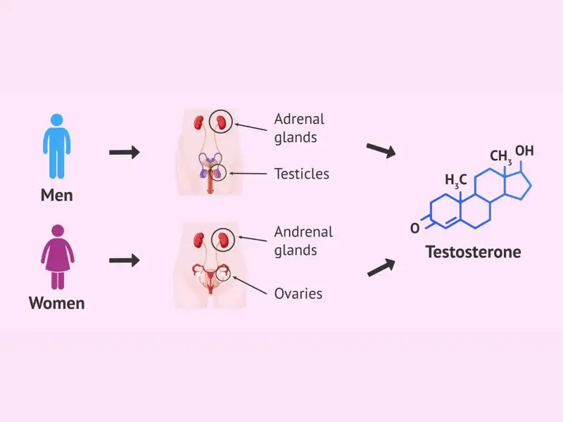 testosterone-la-gi-2488