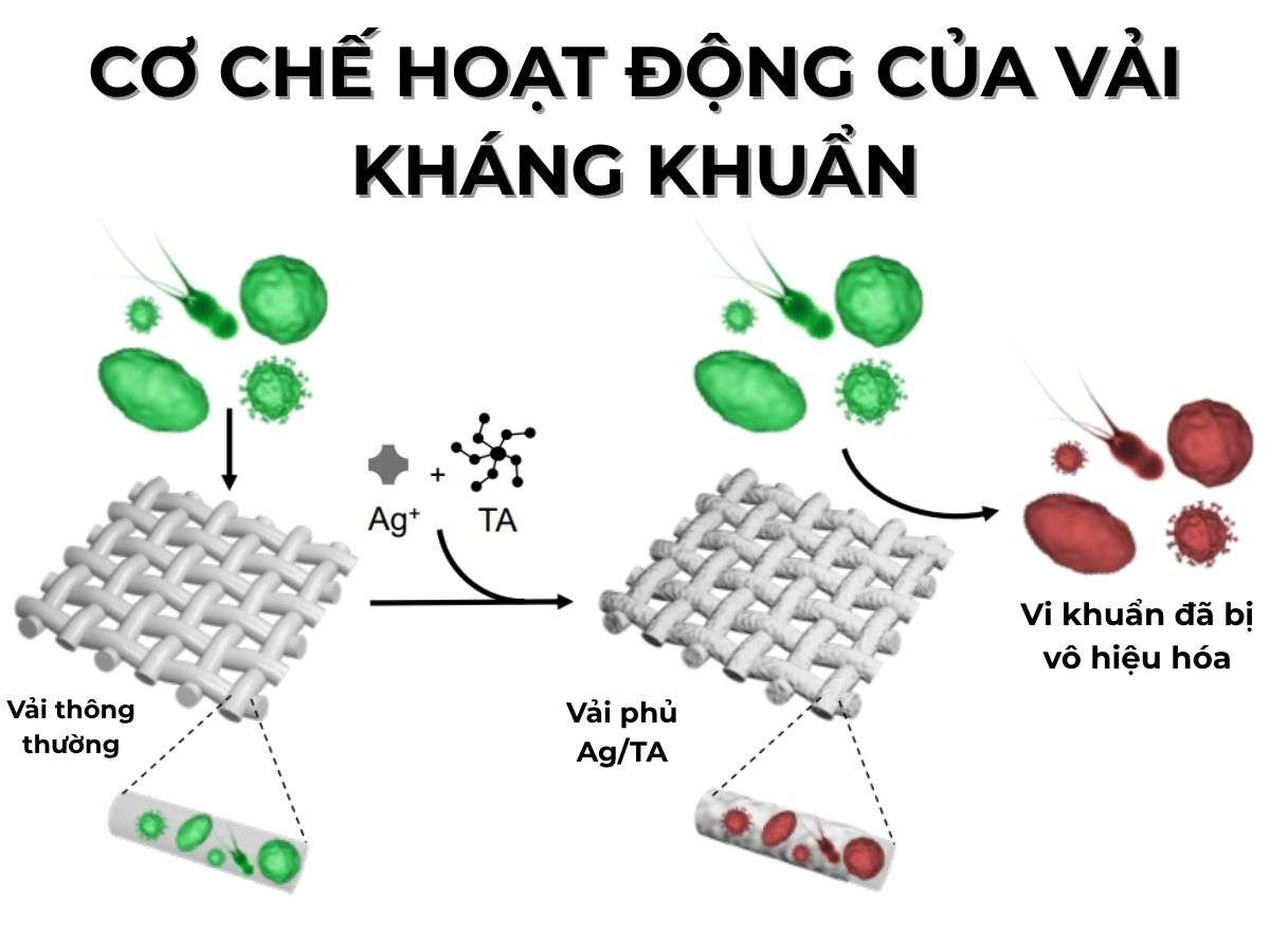cơ chế hoạt động của vải kháng khuẩn