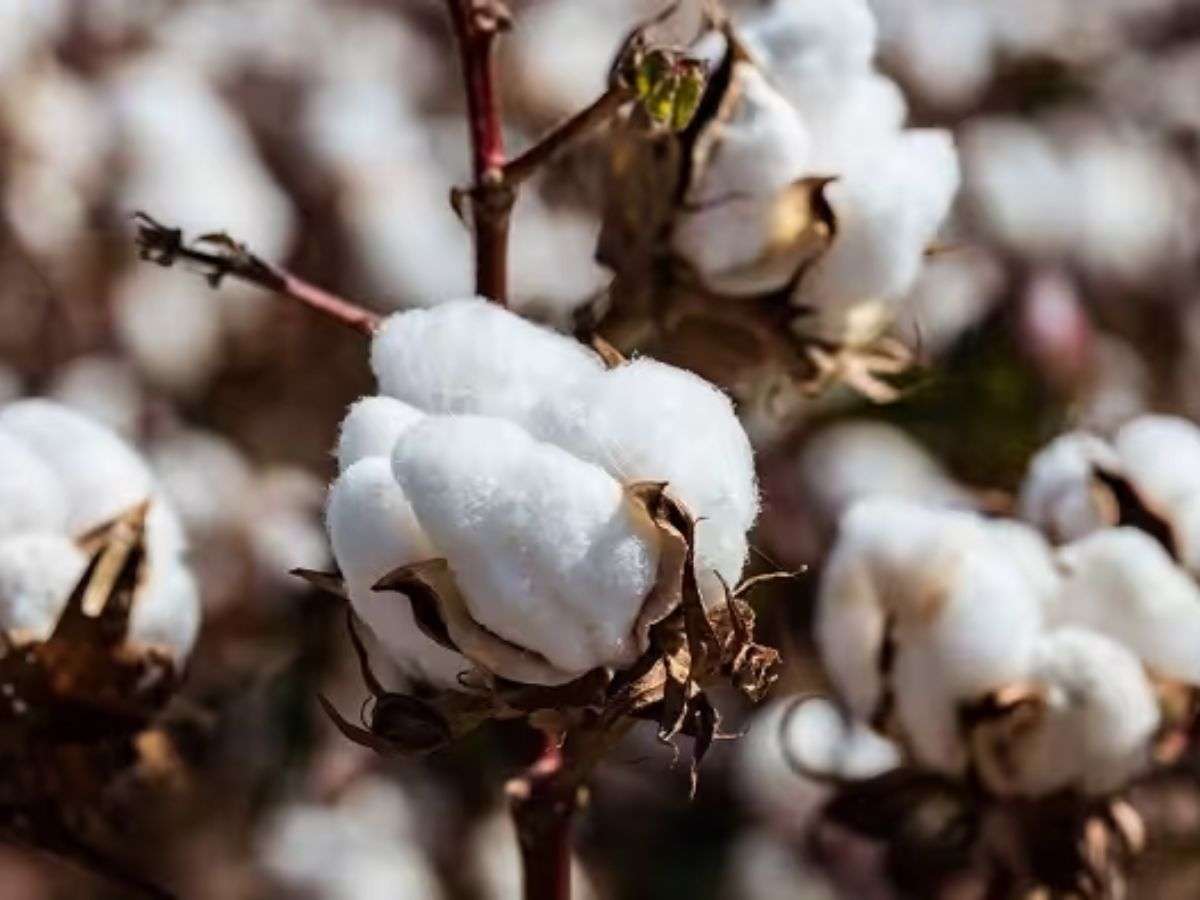 Tác động tích cự của cotton tái sinh với môi trường