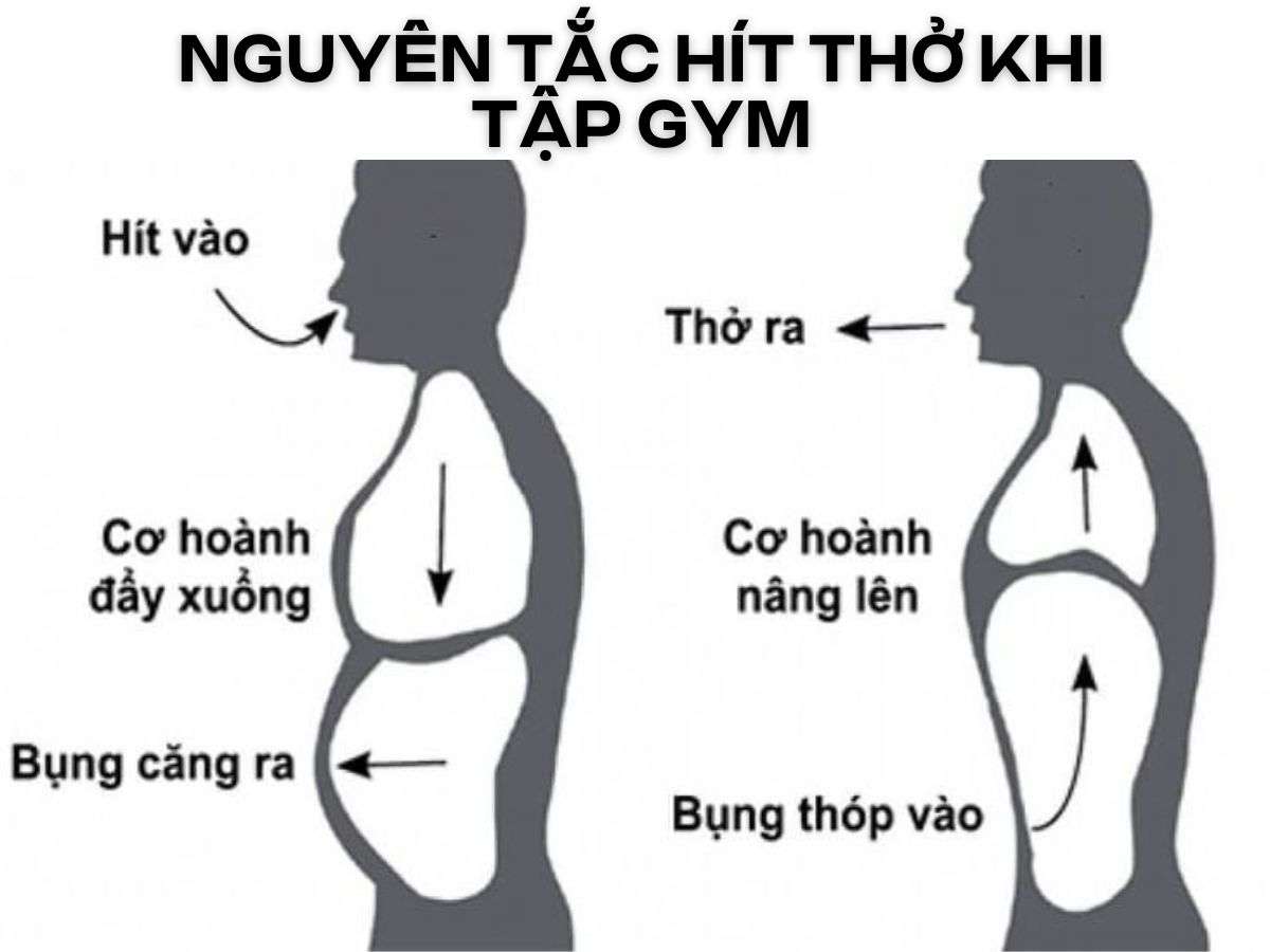 Hít thở đúng nhịp khi tập gym giúp tăng hiệu quả luyện tập, ổn định huyết áp và bảo vệ hệ tim mạch