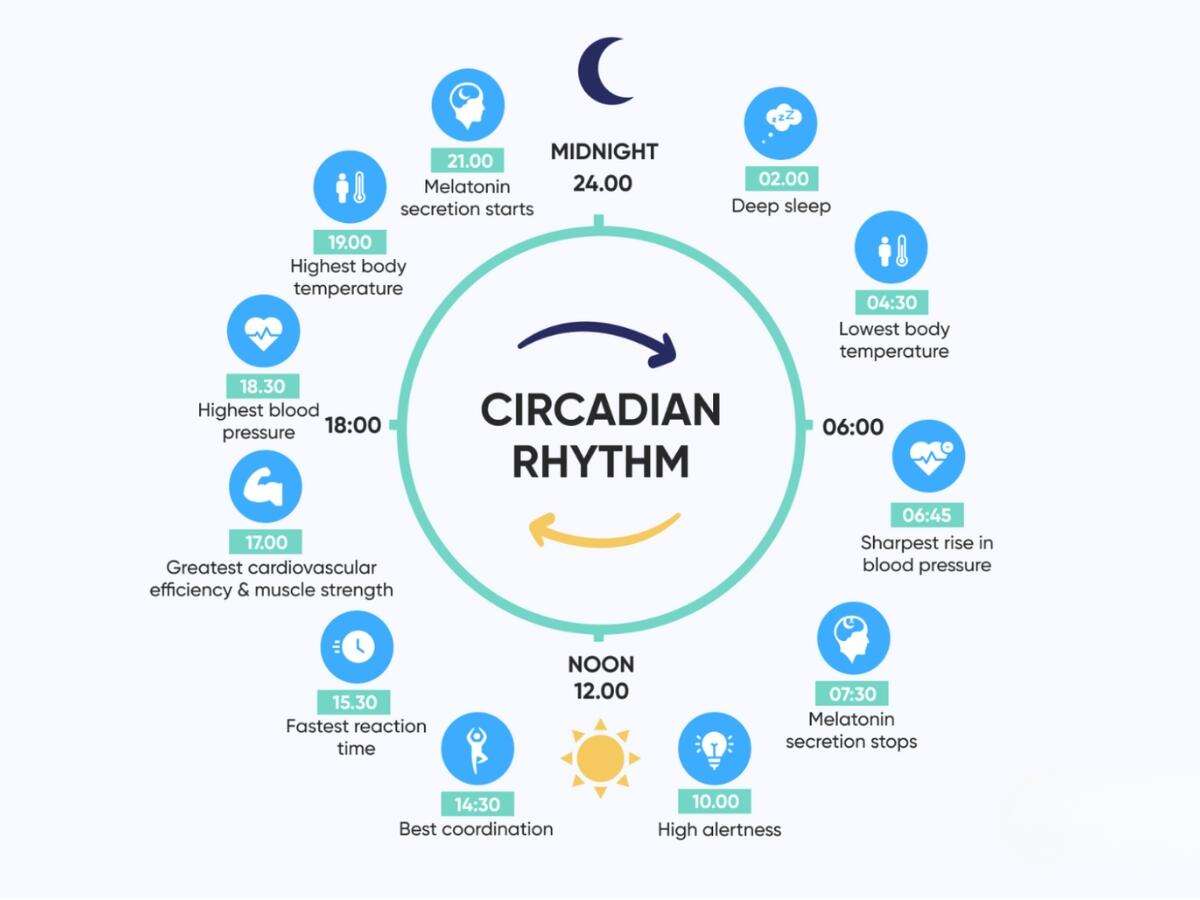 Nhịp sinh học là chu kỳ 24 giờ ảnh hưởng trực tiếp đến hiệu suất tập luyện
