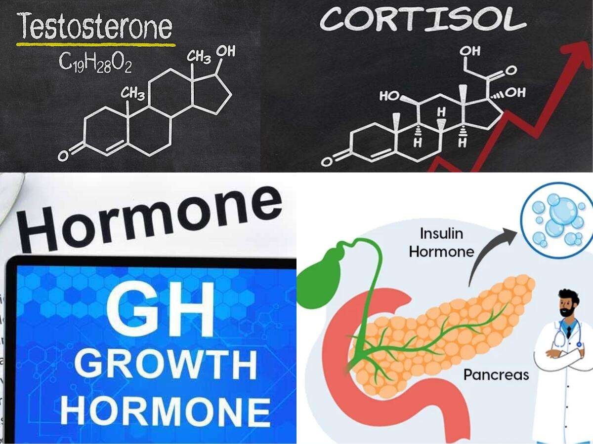 Các hormone ảnh hưởng đến sức mạnh, phục hồi và hiệu quả tập gym theo nhịp ngày
