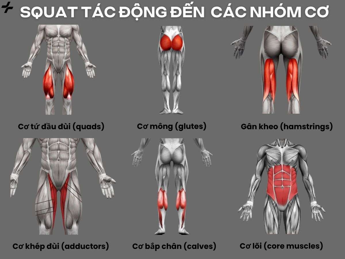 Squat tác động đến cơ đùi, mông, gân kheo, bắp chân và cơ lõi, hỗ trợ tăng sức mạnh và ổn định cơ thể