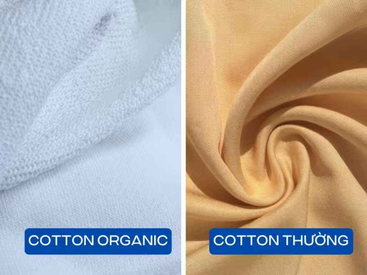 Có rất nhiều cách để phân biệt vải cotton organic và vải cotton thường 