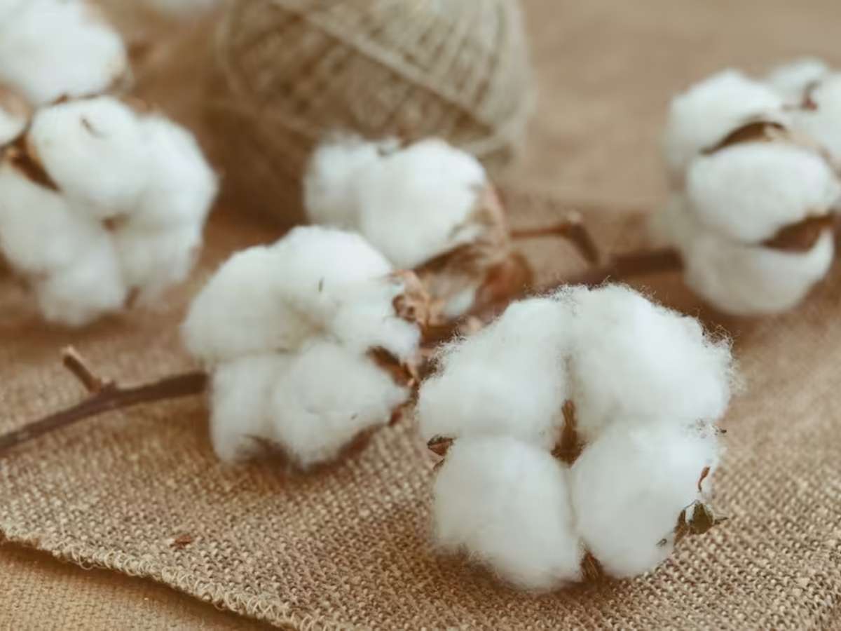 Vải cotton hữu cơ được sản xuất hoàn toàn từ những cây bông vải không sử dụng GMO