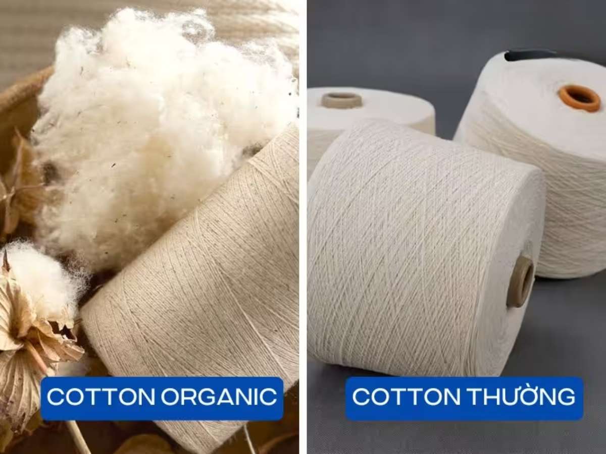 Sợi bông vải cotton organic được đánh giá tinh khiết và có chất lượng tốt hơn sợi bông vải cotton thông thường