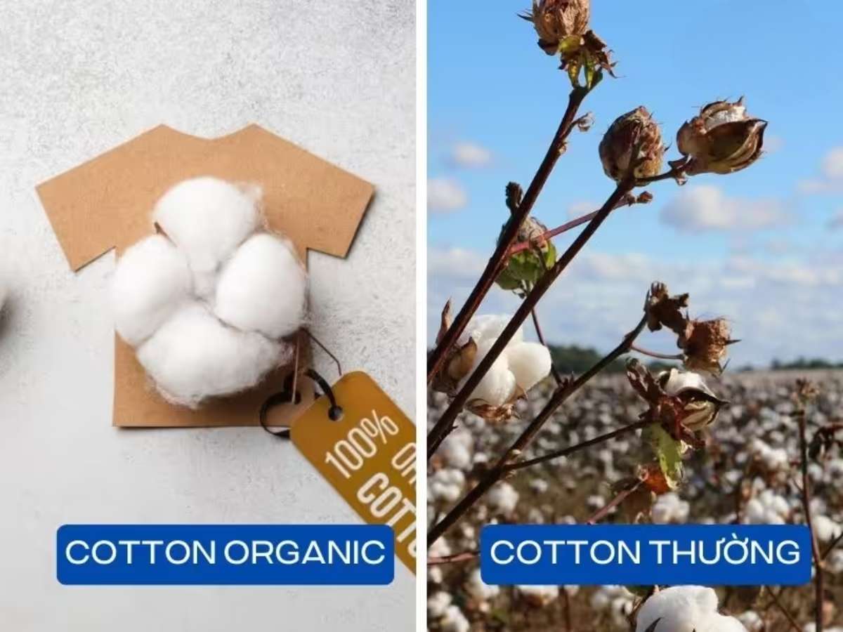 Quy trình trồng bông vải công nghiệp truyền thống thường sử dụng các loại thuốc kích thích để tăng năng suất cây trồng