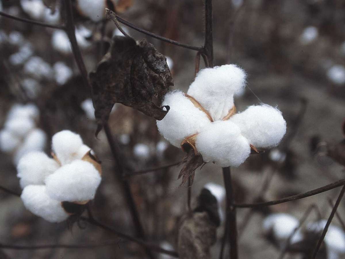 Mức giá của vải cotton organic cao hơn nhiều so với vải cotton truyền thống