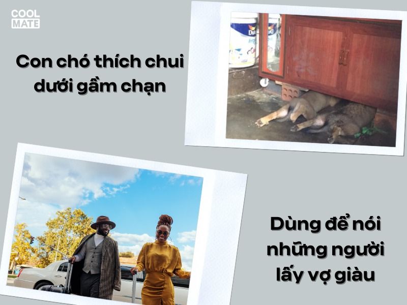 Chạn Vương có nguồn gốc từ câu “Chó chui gầm chạn”