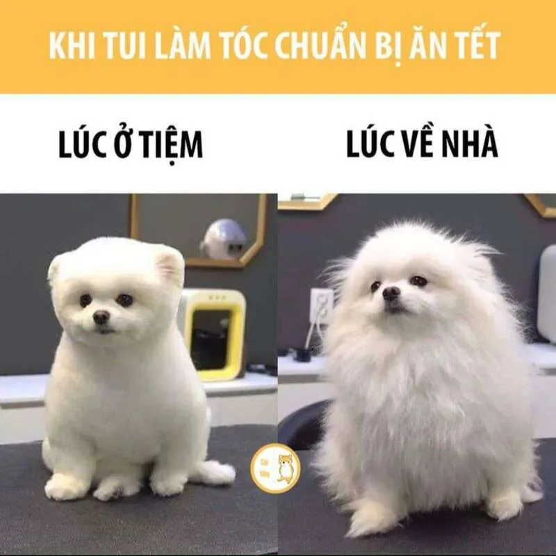 Meme Tết mà ai ai cũng thấy đồng cảm