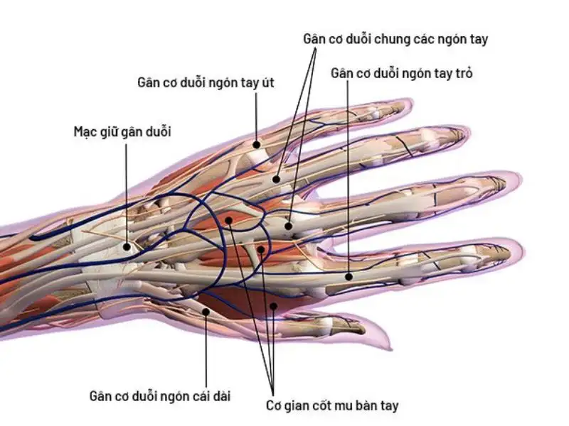 Cấu tạo và chức năng của gân