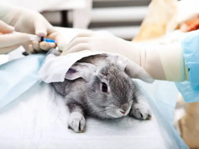 Cruelty-free ra đời nhờ sự lên ngôi của xu hướng sống sạch, sống xanh