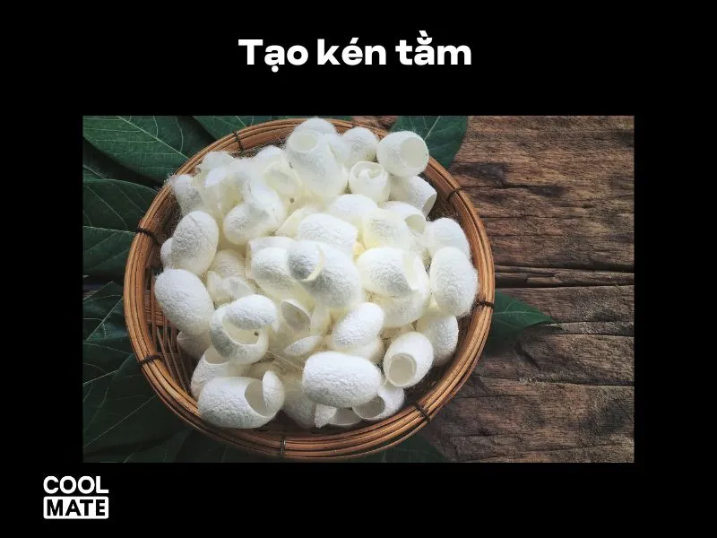 Tạo kén tằm