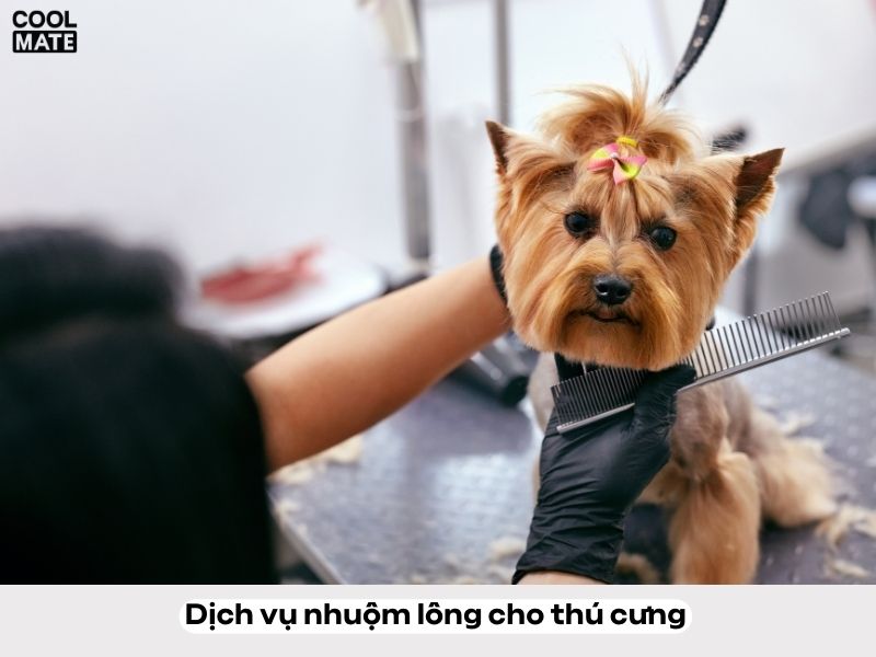 Hình ảnh chú mèo sau khi được nhuộm lông