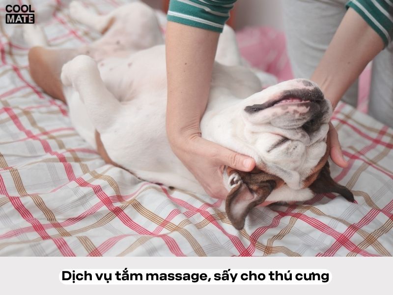 Hình ảnh thú cưng đang được tắm và massage