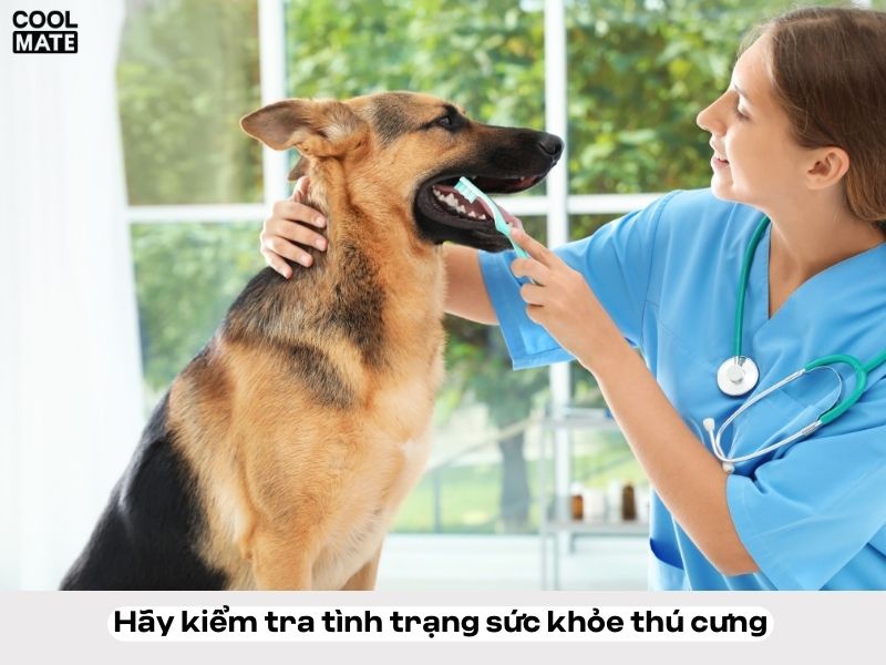 Hình ảnh thú cưng sạch sẽ và khỏe mạnh