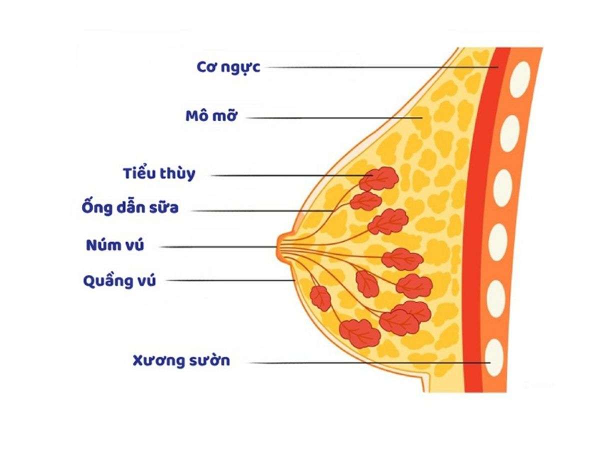 Cấu tạo cơ ngực nữ