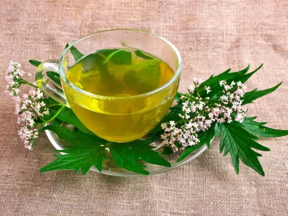 Uống nước ngải dại