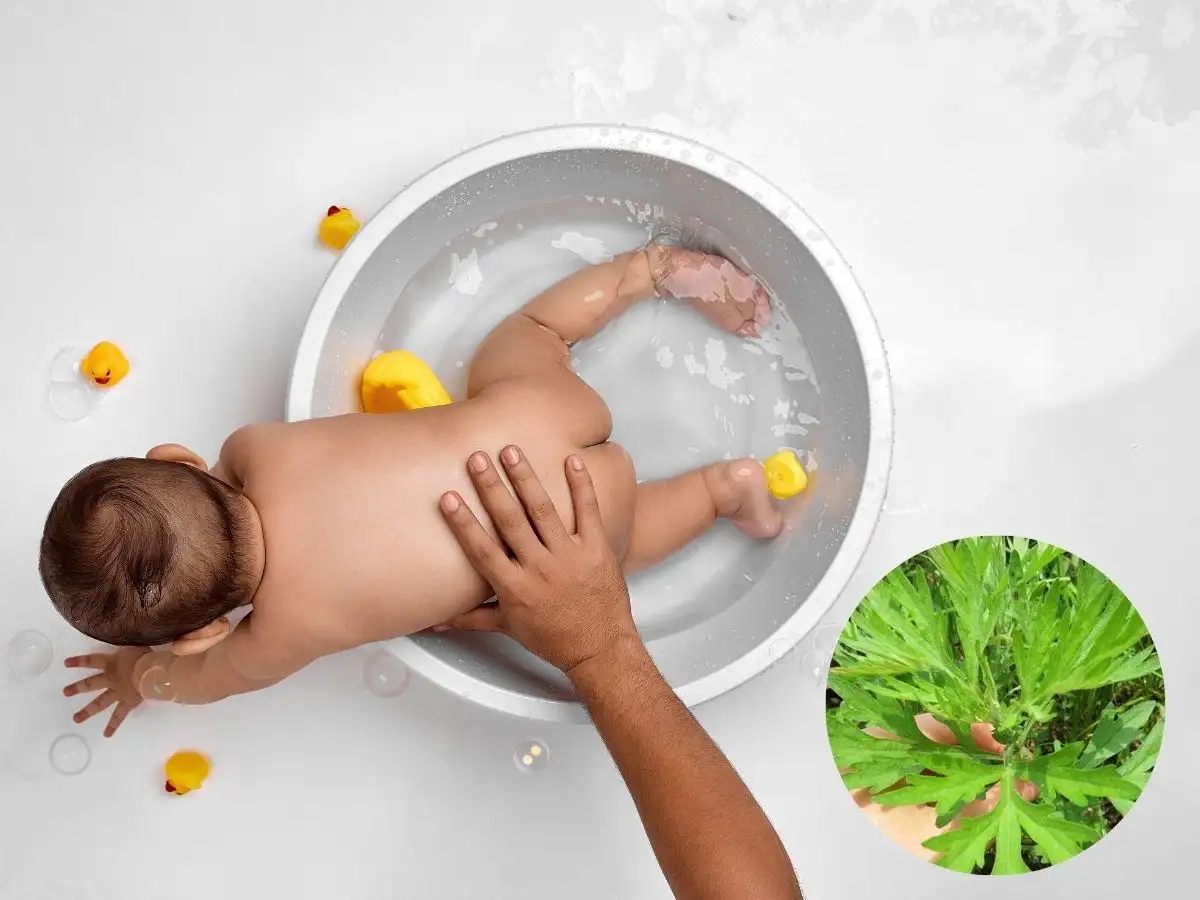 Tắm nước ngải dại