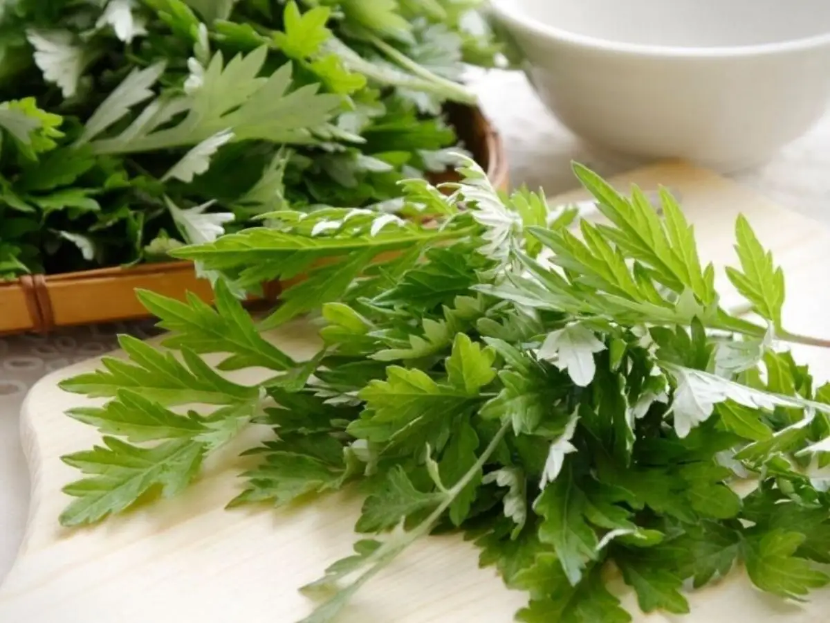 Đắp cây ngải dại