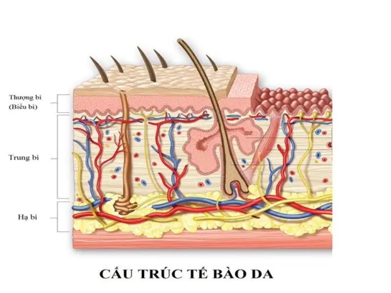 Da mỏng có lớp biểu bì mỏng hơn so với da thường