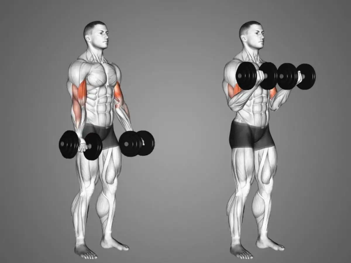 Dumbbell Curl với tạ tay