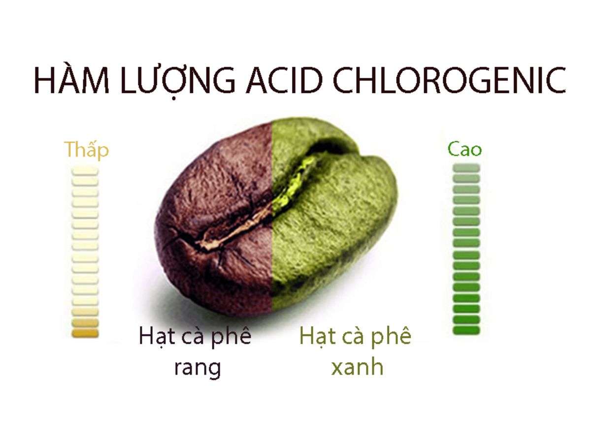 Acid chlorogenic giúp da giảm mụn