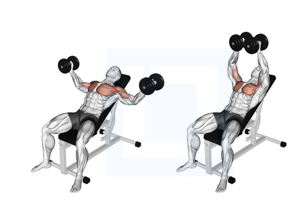 Dumbbell Decline Fly