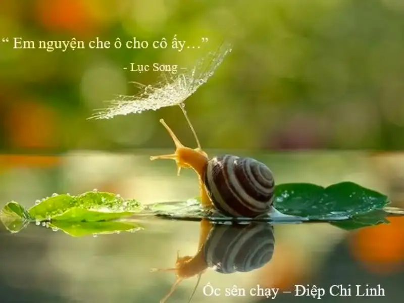 Ốc Sên Chạy - Điệp Chi Linh