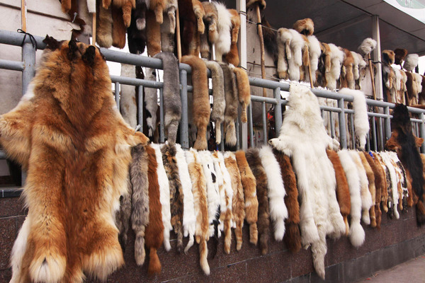 Sự vô nhân đạo trong ngành công nghiệp lông thú