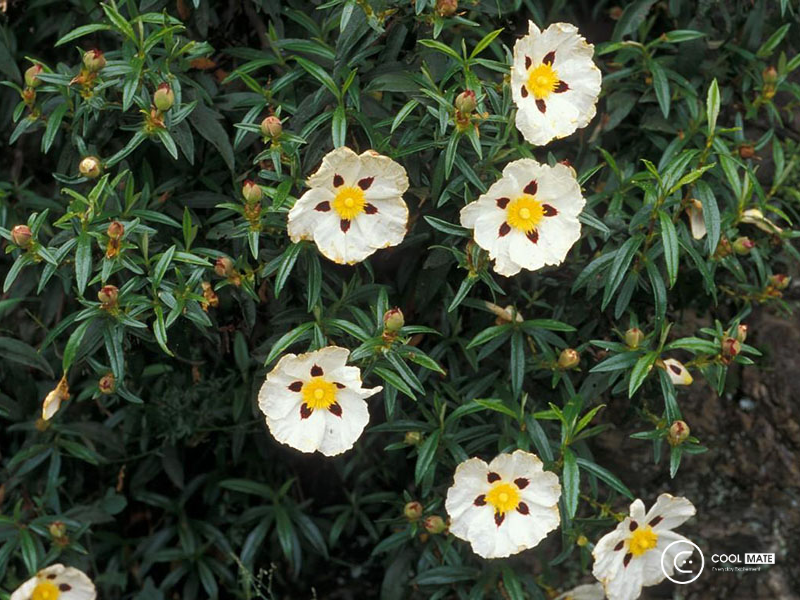 Tầng hương giữa của nhóm hương chypre phải có nhựa thơm labdanum và hoa ngọt 