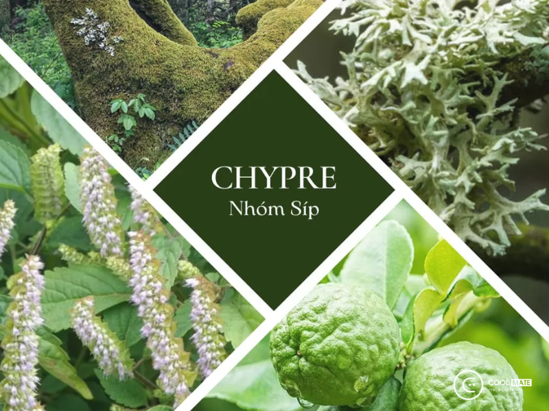 Chypre là một trong những họ nước hoa quan trọng nhất hiện nay 