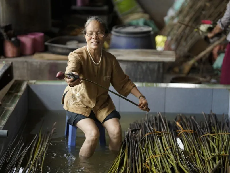 Phần cuống sen cần phải được thu hoạch đúng kỹ thuật được sợi lụa tơ sen được tốt