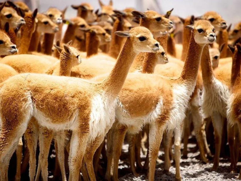 Loài lạc đà Vicuna sống ở dãy Andes với bộ lông vàng óng