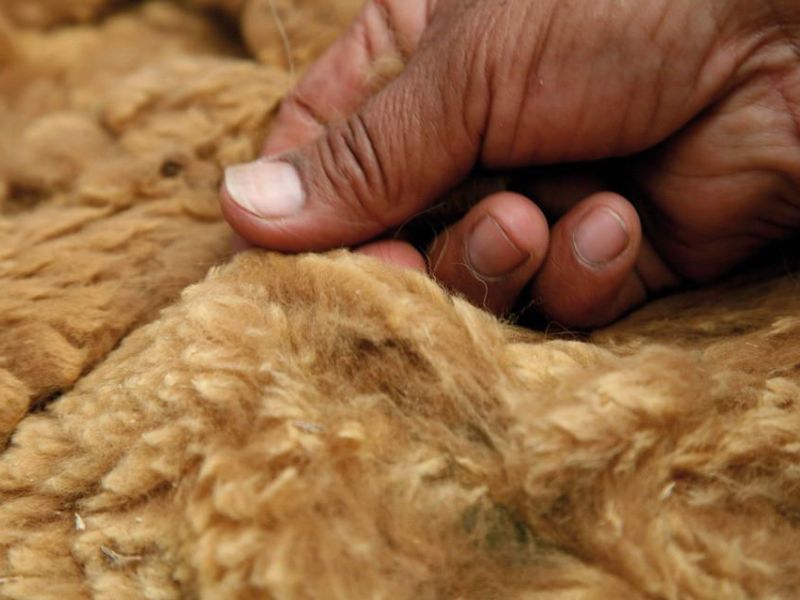 Vải từ lông lạc đà Vicuna vẫn giữ nguyên được những đặc tính mềm, mịn, ấm áp