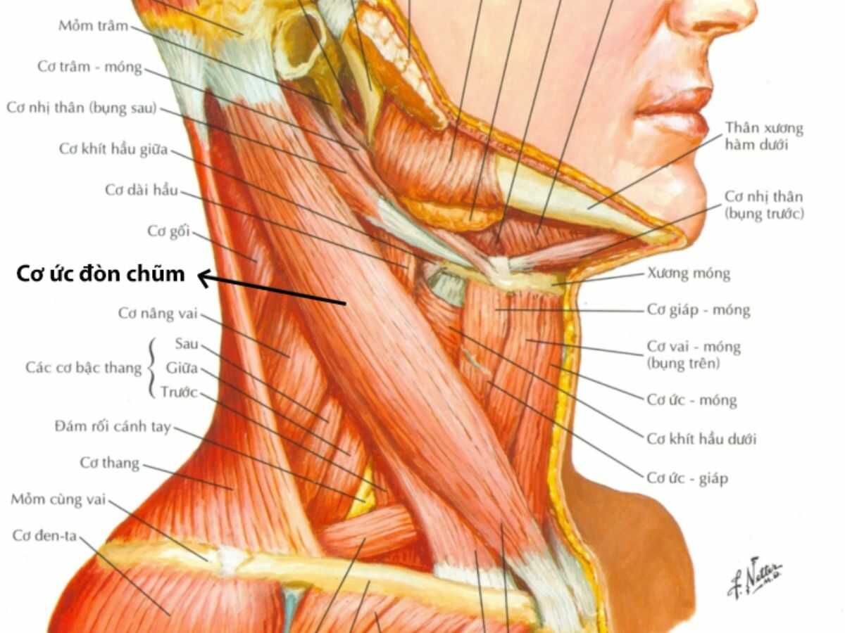 Cơ cổ giúp hỗ trợ chuyển động đầu, giữ tư thế cổ – gáy ổn định