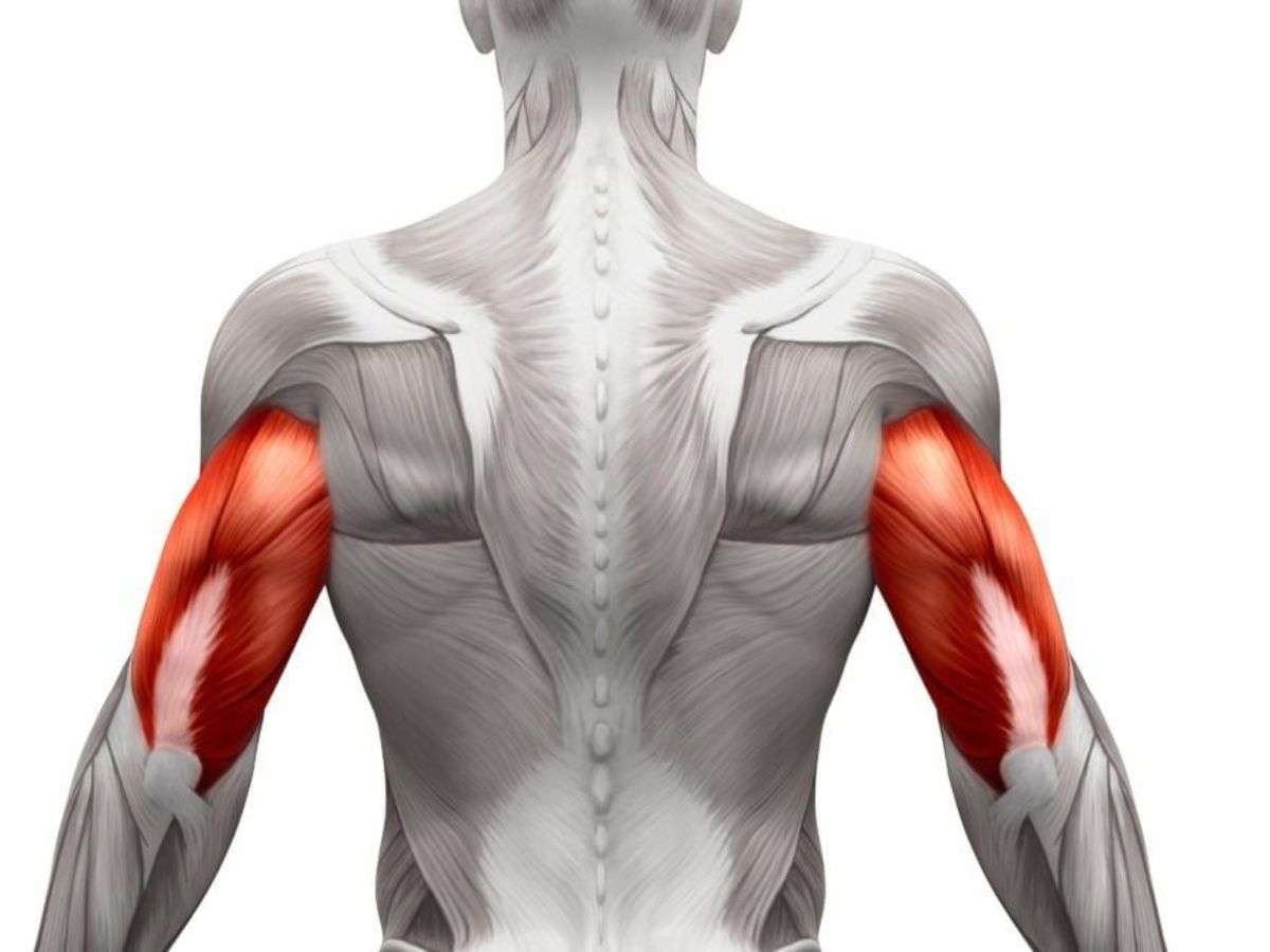 Cơ tay sau hỗ trợ duỗi khuỷu tay và thực hiện động tác đẩy