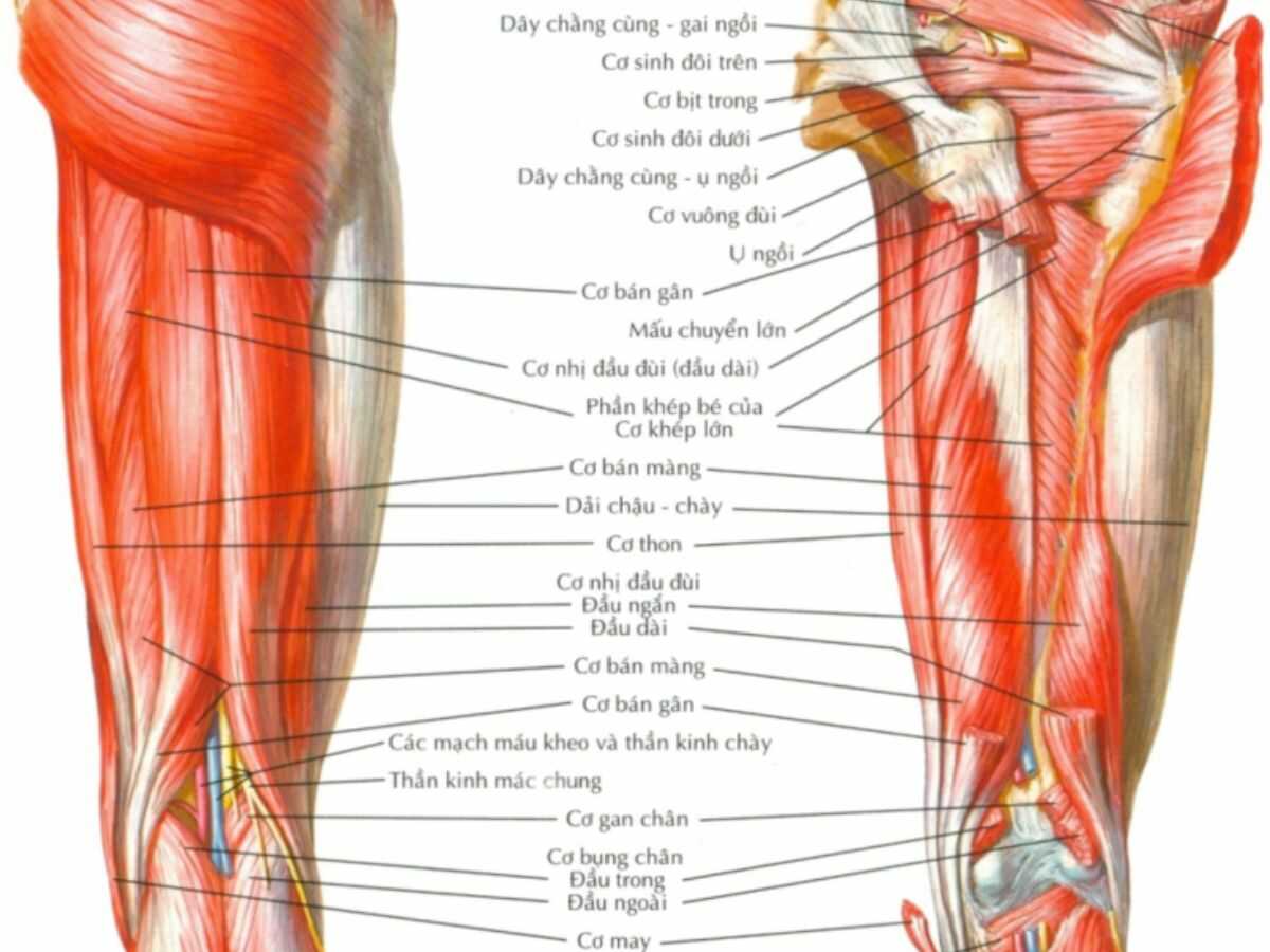 Cơ đùi gồm quads, hamstrings và glutes – nền tảng sức mạnh cho mọi vận động thân dưới