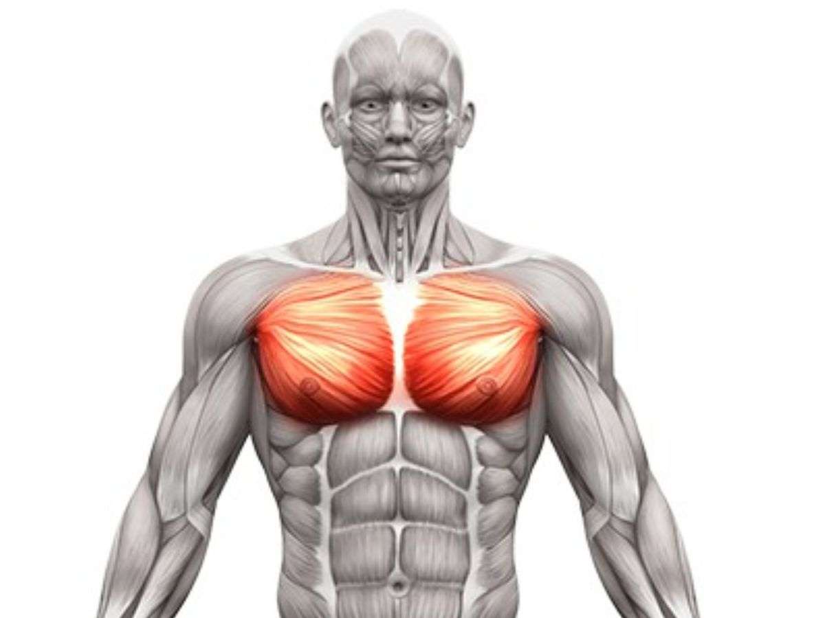 Cơ ngực hỗ trợ chuyển động đẩy và ép hai tay trước ngực
