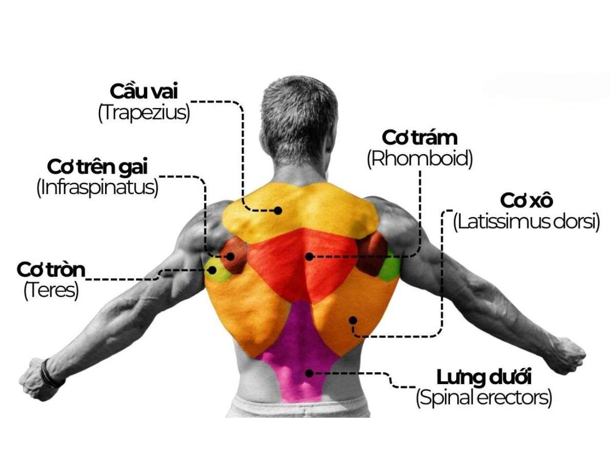 Cơ lưng gồm nhiều nhóm cơ hỗ trợ chuyển động kéo, ổn định cột sống và tạo hình chữ V cho thân trên