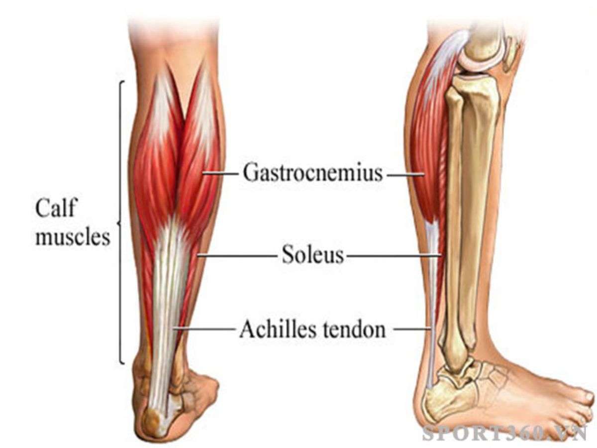 Cơ bắp chân gồm ba phần chính, đóng vai trò quan trọng trong di chuyển, giữ thăng bằng và bật nhảy