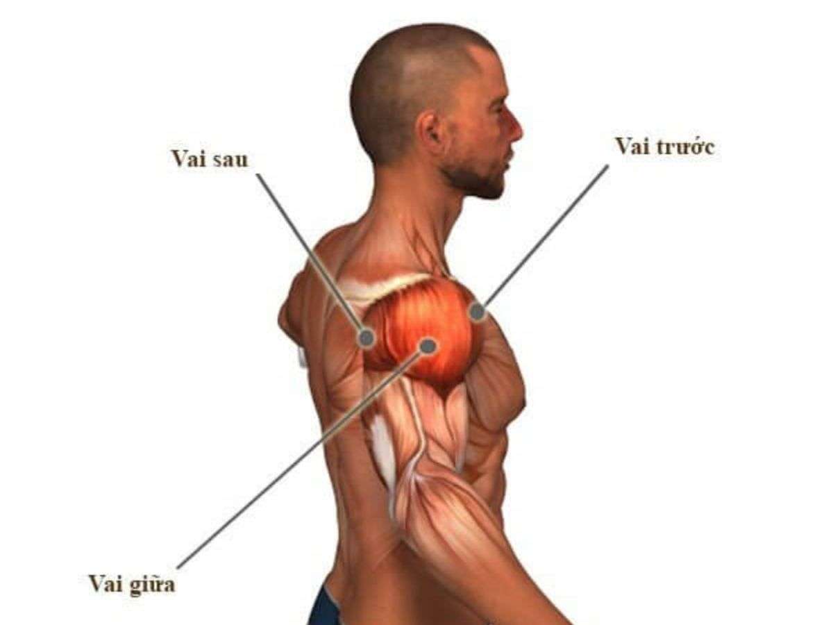 Cơ vai gồm 3 phần trước, giữa và sau, giúp nâng đẩy tay và giữ ổn định khớp vai