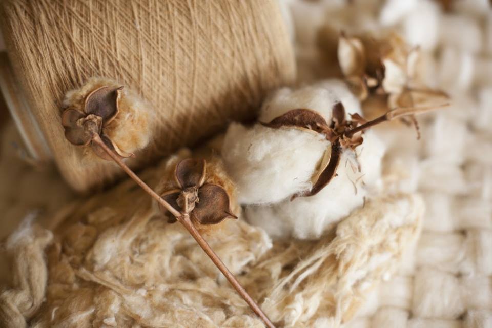 cotton hữu cơ organic cotton thân thiện môi trường