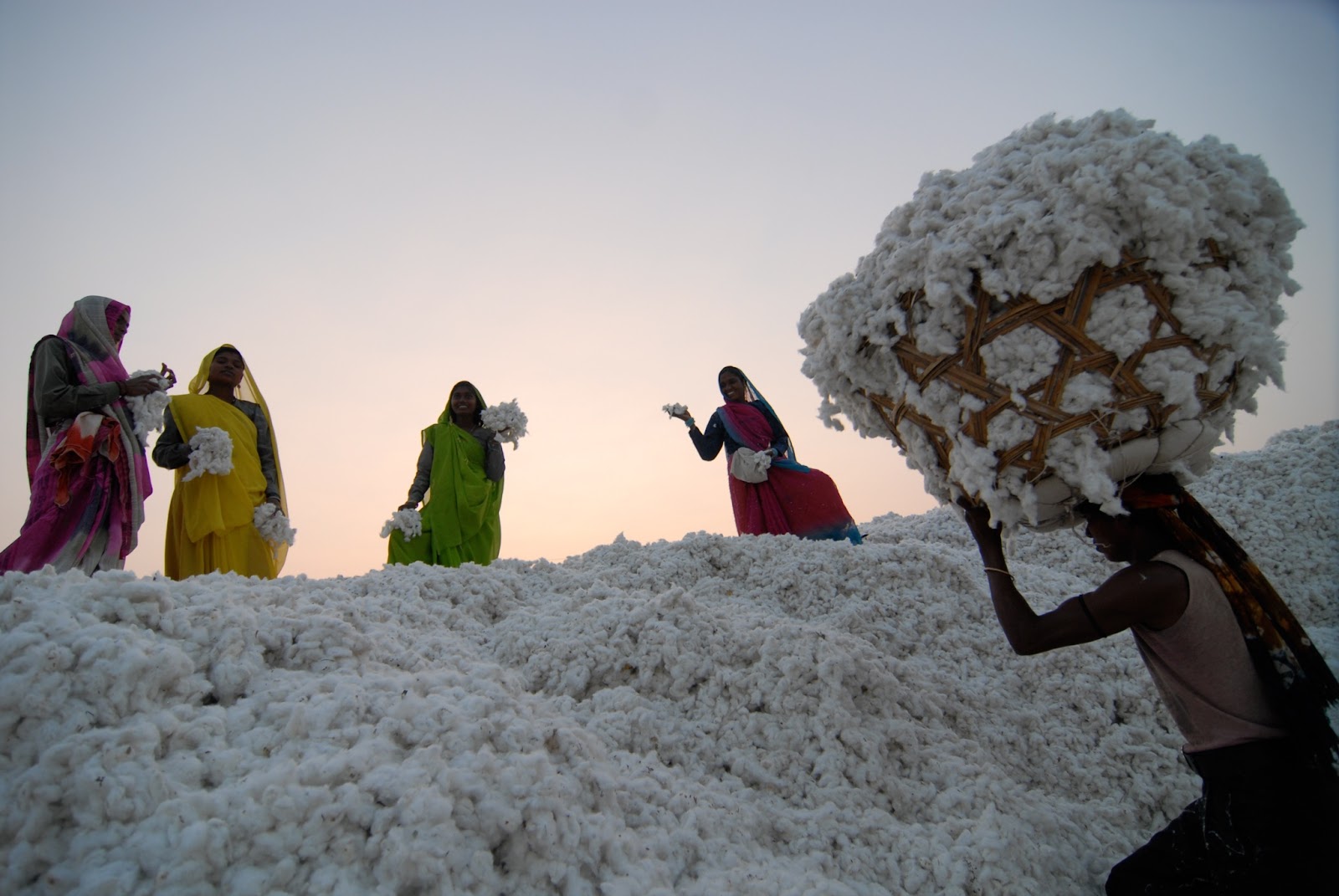 cotton hữu cơ organic cotton thân thiện môi trường